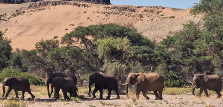 Eine Elefantenherde unterwegs im Aba-Huab-Tal bei Twyfelfontein